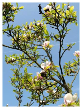 Blossom at Lam Rim Buddhist Centre Wales