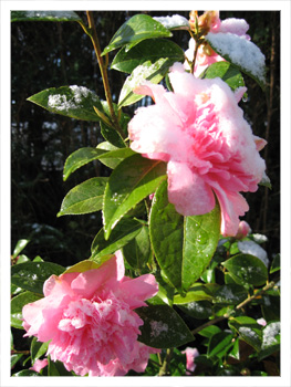 Blossom at Lam Rim Buddhist Centre Wales