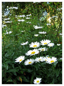 Daisies at LamRim