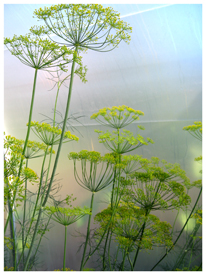 Fennel in Poly Tunnel