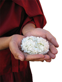 Hands offering a Flower