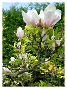 Magnolia at Lam Rim Buddhist Centre Wales