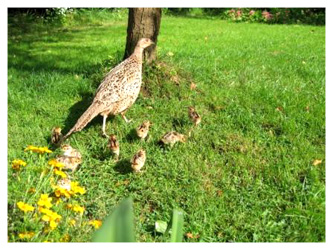 Pheasants at Lam Rim Buddhist Centre