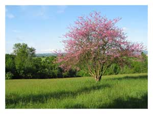The Meadow