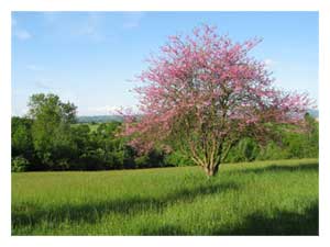 The meadow