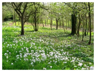 The Woods in Spring
